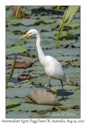 Intermediate Egret