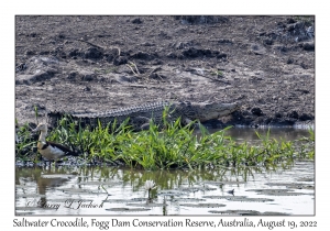 Esturine (Saltwater) Crocodile