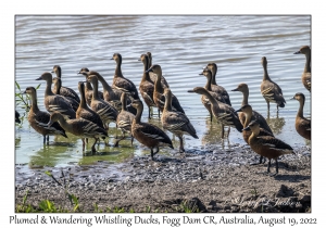 Plumed and Wandering Whistling Ducks