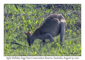 Agile Wallaby