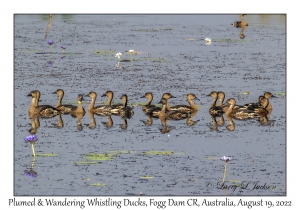 Plumed and Wandering Whistling Ducks