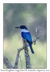 Forest Kingfisher