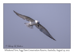 Whiskered Tern