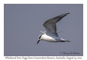 Whiskered Tern