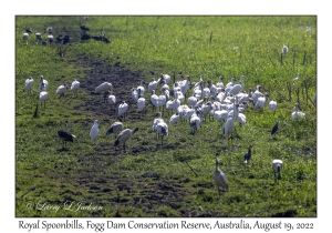 Royal Spoonbill