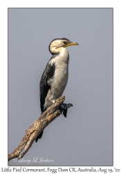 Little Pied Cormorant