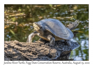 Jardine River Turtle