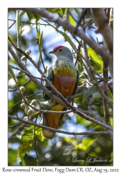 Rose-crowned Fruit Dove