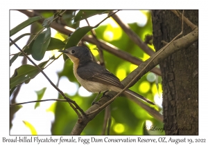 Broad-billed Flycatcher female