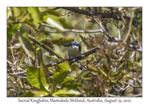 Sacred Kingfisher