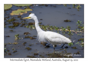 Intermediate Egret