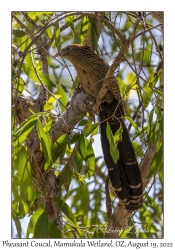 Pheasant Coucal