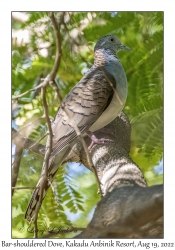 Bar-shouldered Dove,