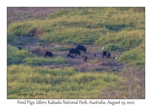 Feral Pigs