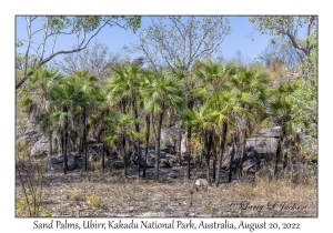 Sand Palms