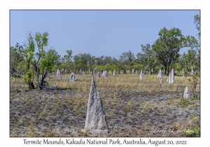 Termite Mounds