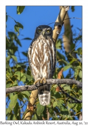 Barking Owl