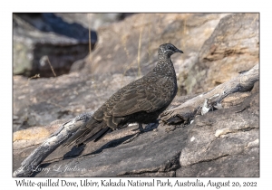 White-quilled Rock Pigeon