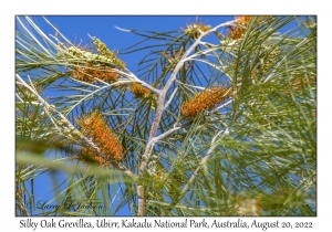 Silky Oak Grevillea