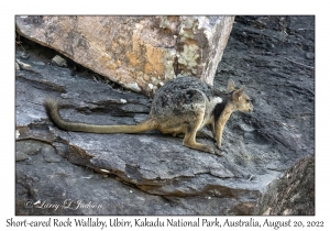 Short-eared Rock Wallaby