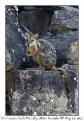 Short-eared Rock Wallaby