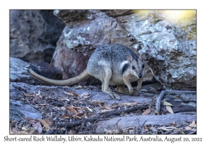 Short-eared Rock Wallaby