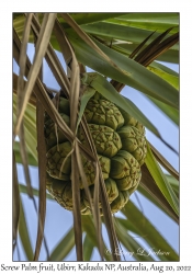 Screw Palm fruit