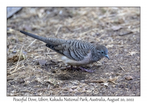 Peaceful Dove