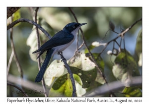 Paperbark Flycatcher