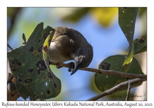 Rufous-banded Honeyeater