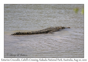 Esturine (Saltwater) Crocodile