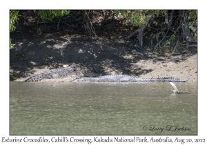 Esturine (Saltwater) Crocodiles