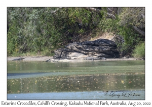 Esturine (Saltwater) Crocodiles