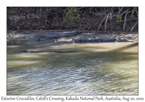 Esturine (Saltwater) Crocodiles