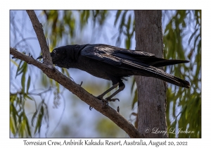 Torresian Crow