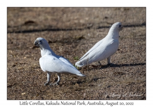 Little Corellas