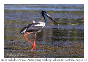 Black-necked Stork male