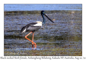 Black-necked Stork female