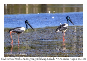 Black-necked Storks