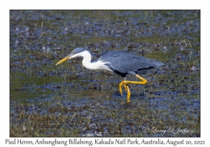 Pied Heron