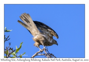 Whistling Kite