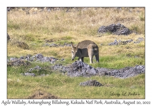 Agile Wallaby