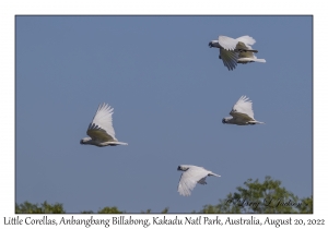 Little Corellas