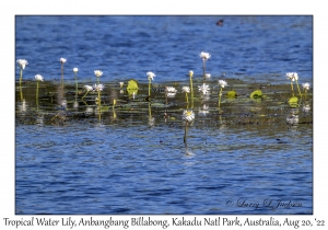 Tropical Water Lily