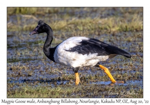 Magpie Goose male