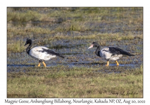 Magpie Geese