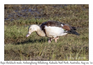 Raja Shelduck male