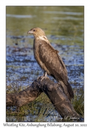 Whistling Kite