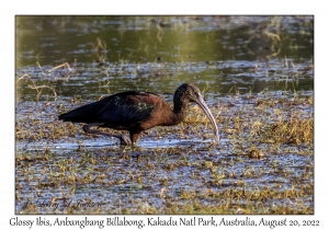 Glossy Ibis