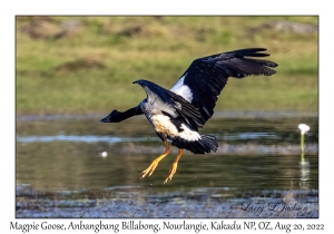 Magpie Goose